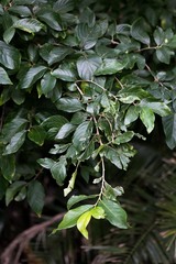 Turraea floribunda