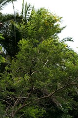 Vachellia natalitia