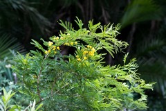 Vachellia natalitia