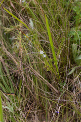 Wahlenbergia huttonii