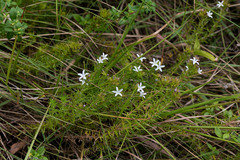 Wahlenbergia huttonii