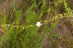 Xenostegia tridentata