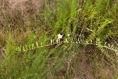 Xenostegia tridentata