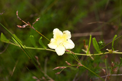 Xenostegia tridentata
