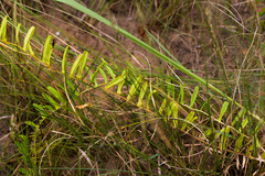 Xenostegia tridentata