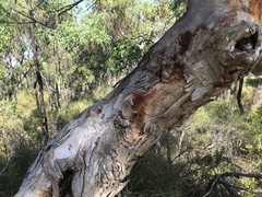 Eucalyptus cosmophylla