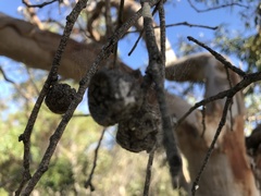 Eucalyptus cosmophylla