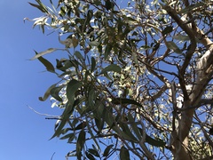 Eucalyptus cosmophylla