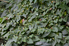 Zehneria scabra