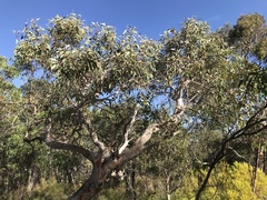 Eucalyptus cosmophylla