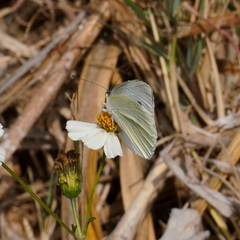 Pieris rapae crucivora