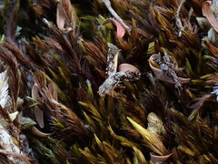 Austrotephritis fuscata