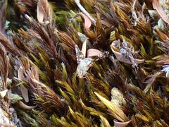 Austrotephritis fuscata