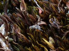 Austrotephritis fuscata