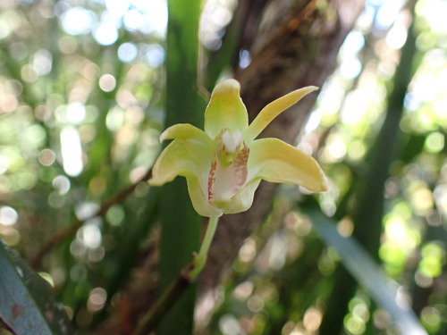 Apricot Cane Orchid (Dendrobium fleckeri)