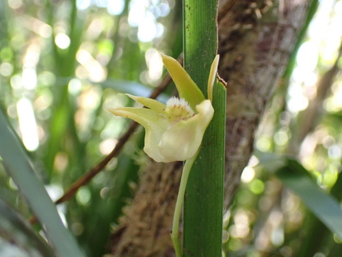 Image of Dendrobium fleckeri by no rights reserved