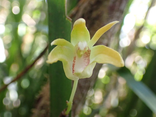 Image of Dendrobium fleckeri by no rights reserved