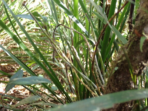 Image of Dendrobium fleckeri by no rights reserved
