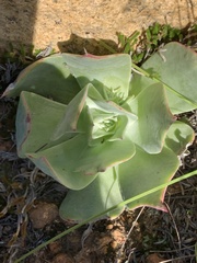 Dudleya arizonica