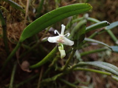 Dendrobium taylorii