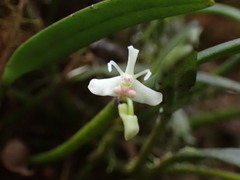Dendrobium taylorii