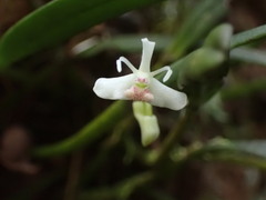 Dendrobium taylorii