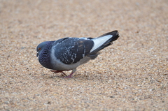 Columba livia