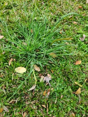 Eremochloa ophiuroides