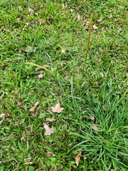 Eremochloa ophiuroides