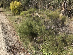 Hakea rostrata