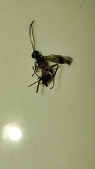 Goryphus