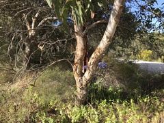 Eucalyptus cosmophylla