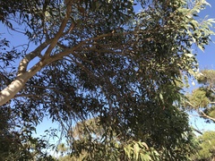 Eucalyptus cosmophylla