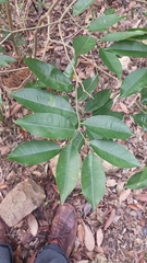 Aquilaria sinensis