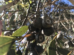 Eucalyptus cosmophylla
