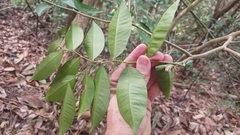 Aquilaria sinensis