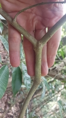 Aquilaria sinensis