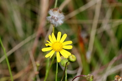 Senecio madagascariensis