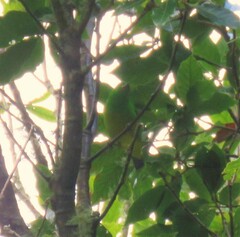 Chlorophonia occipitalis