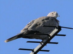 Streptopelia decaocto