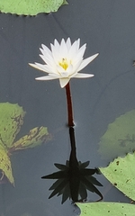 Nymphaea