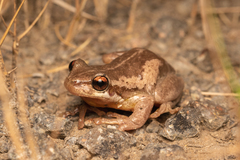 Litoria quiritatus