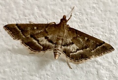 Nacoleia