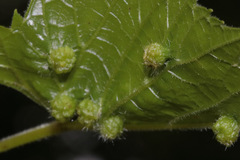 Daktulosphaira vitifoliae
