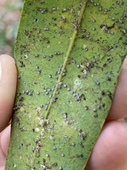 Euthoracaphis umbellulariae