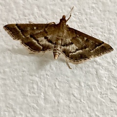 Nacoleia