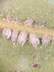 Euthoracaphis umbellulariae