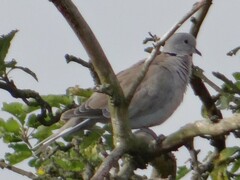 Streptopelia decaocto