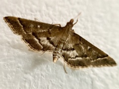 Nacoleia