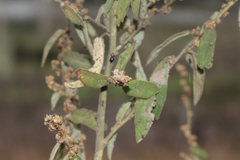 Sida hackettiana